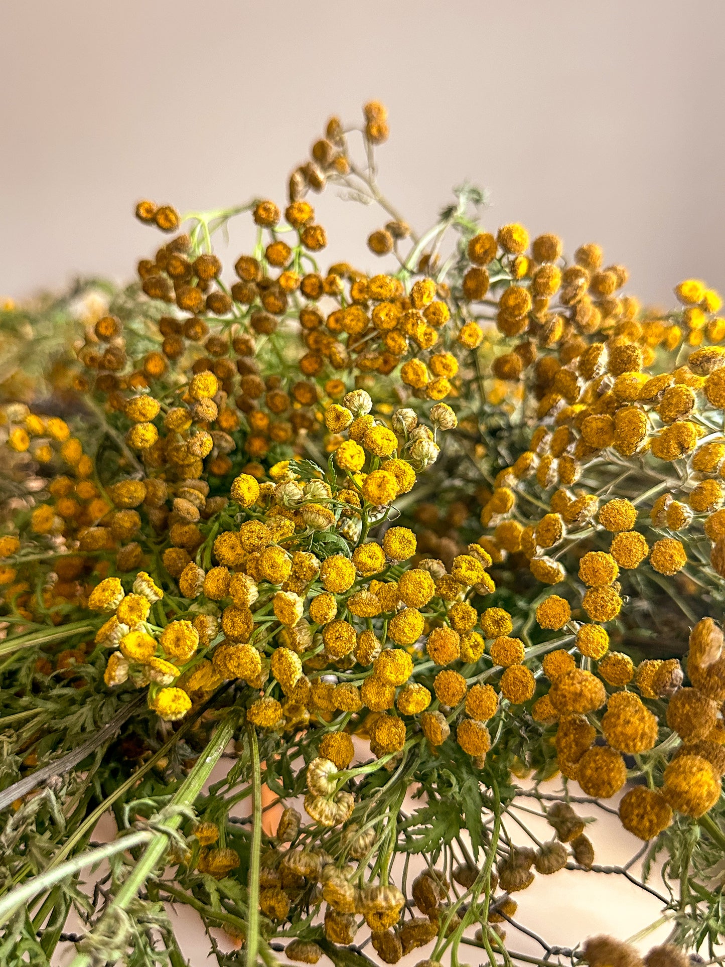 Natural Dyeing Workshop – Forage & Dye Your Own Yarn