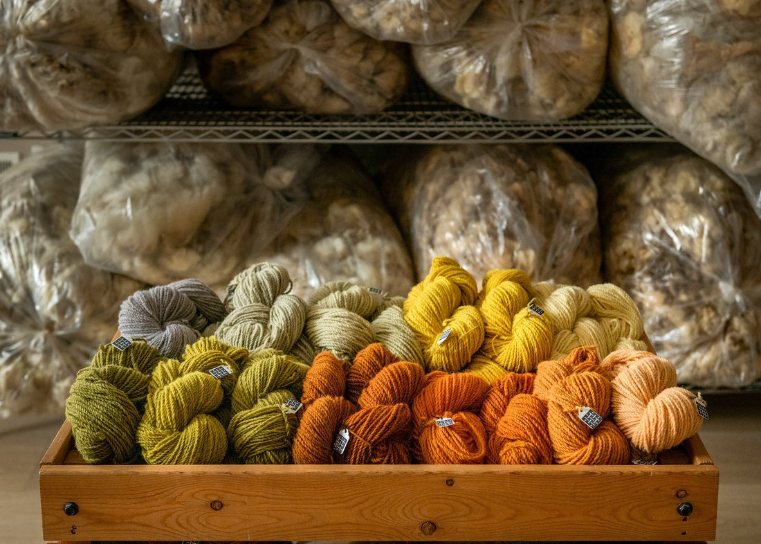  naturally dyed Parkland Wool against a backdrop of the skirted fleeces 