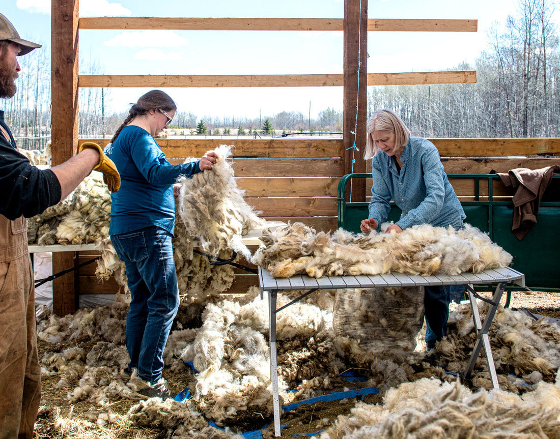 Skirting on Shearing day at the Mitchell's Farm!