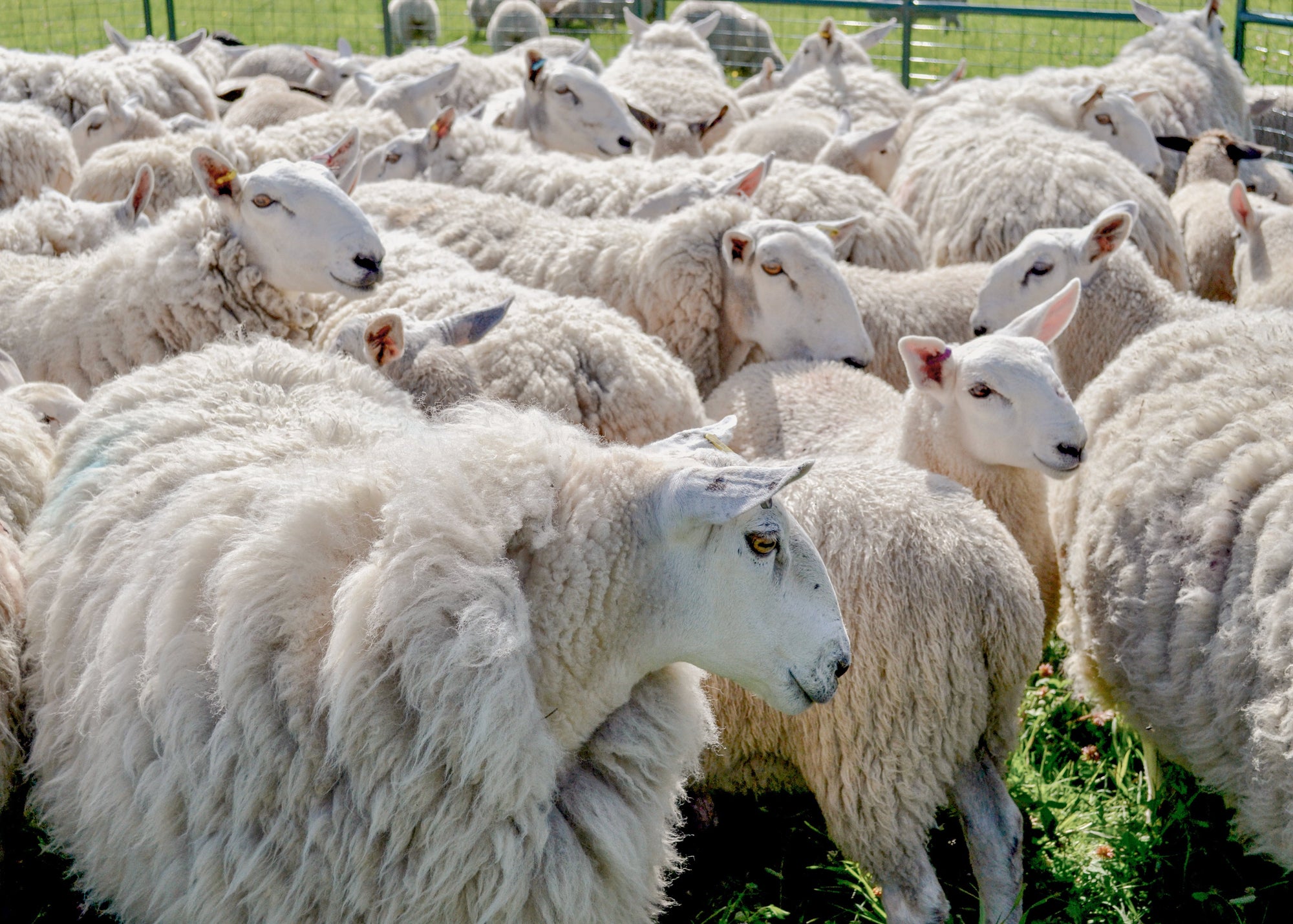 A group of North Country Cheviot sheep on a farm