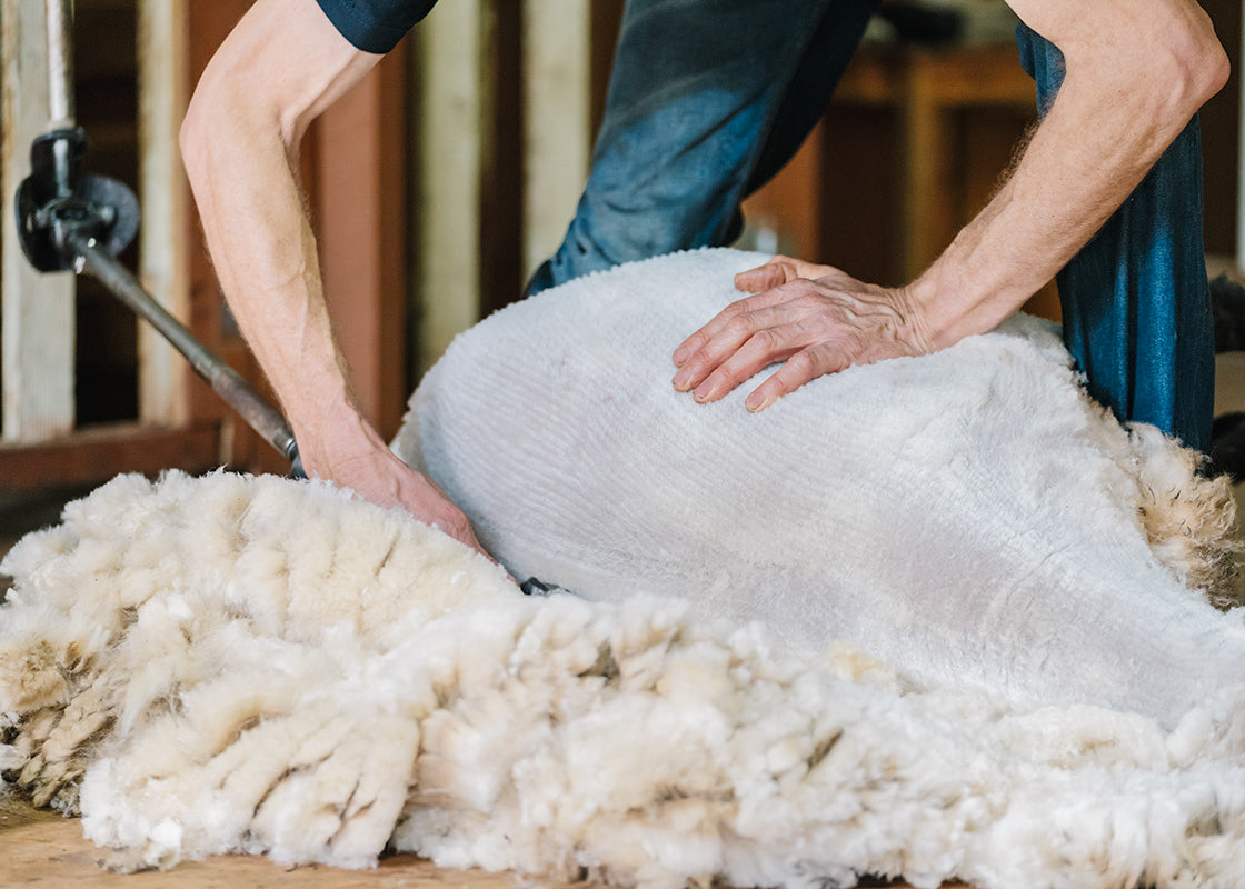 Sheep shearing hands