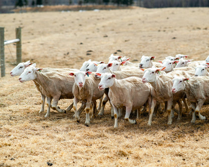 A flock of Île-de-France sheep after being shearing